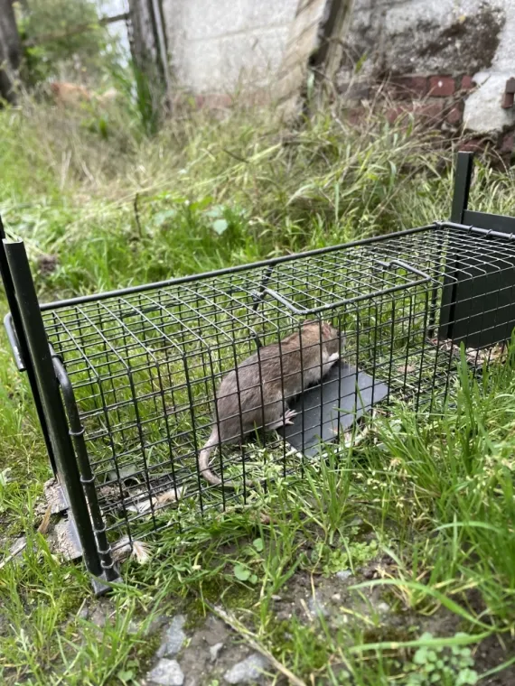 Capture de rongeurs à Morlancourt, Albert, L.A'nti Nuisibles