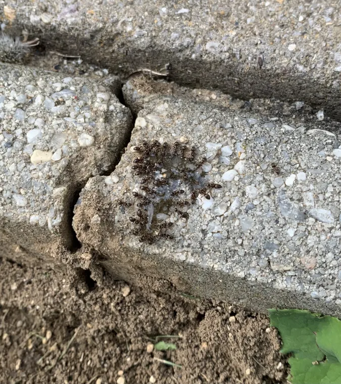 Traitement d’une invasion de fourmis à Meaulte par L.A'nti Nuisibles, Albert, L.A'nti Nuisibles